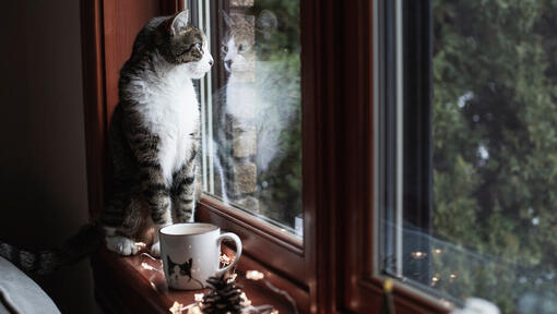 Best lungworm treatment for cats online